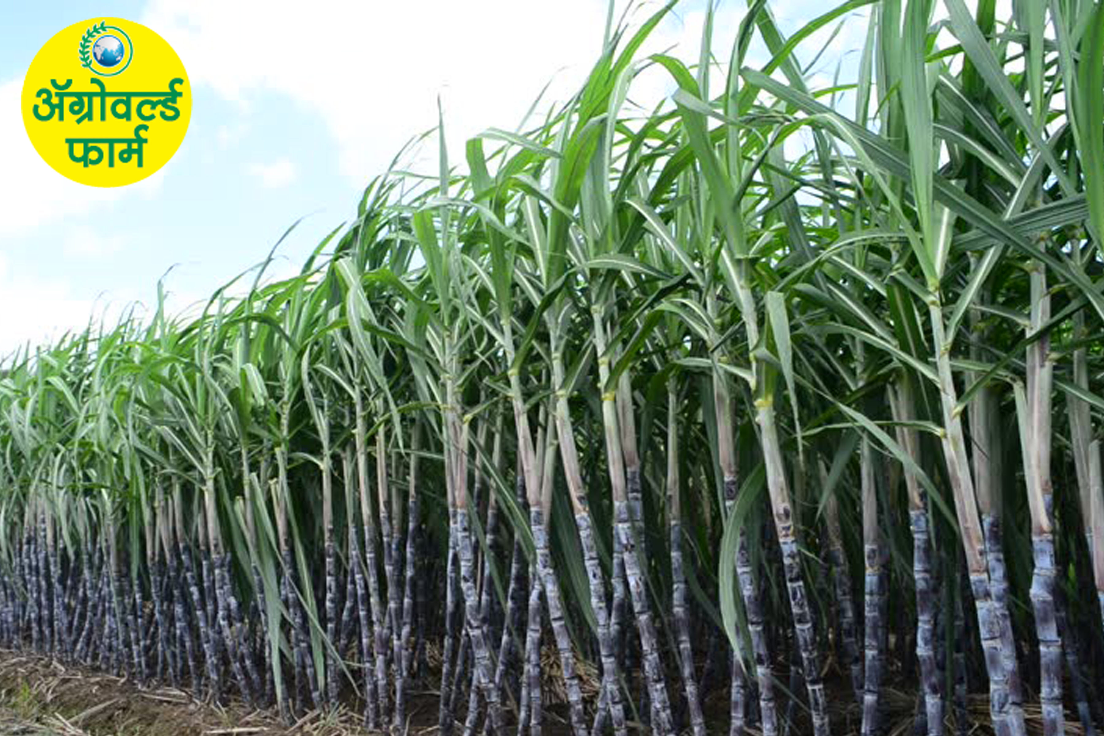 ऊस खोडवा व्यवस्थापनाचे आधुनिक तंत्रज्ञान