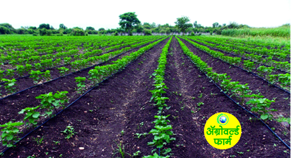 धामणा गावाने जपला पाणी बचतीचा  वारसा