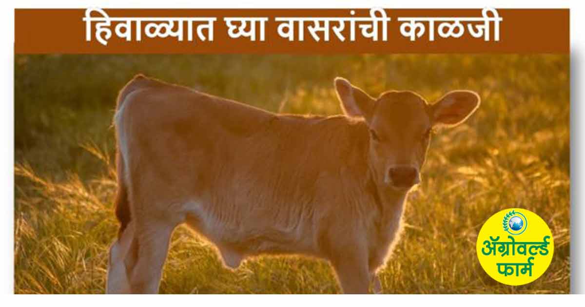 हिवाळ्यात पशुधनाची घ्यावयाची काळजी!!