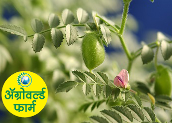 हरभरा पिक – पाणी व्यवस्थापन