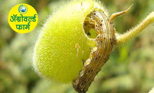 हरभऱ्यावरील घाटे अळीचे  व्यवस्थापन