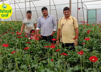 एकरी ३१ लाख रु. वार्षिक कमविणारा साताऱ्याचा युवा शेतकरी