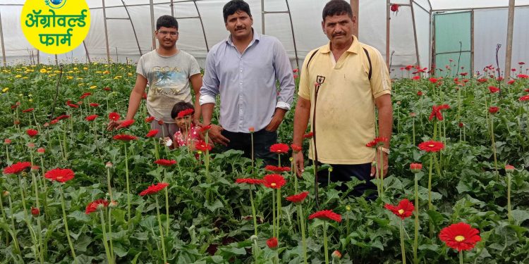 एकरी ३१ लाख रु. वार्षिक कमविणारा साताऱ्याचा युवा शेतकरी