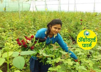 इंजिनियरला गुलाब शेतीमधून मिळाले आर्थिक समाधान !