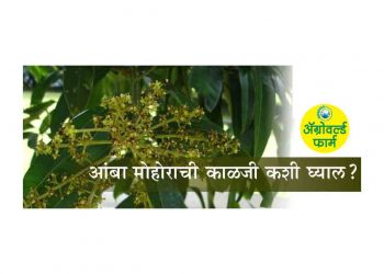 आंबा मोहोर गळ आणि फळगळ रोखण्यासाठी घ्यावयाची काळजी