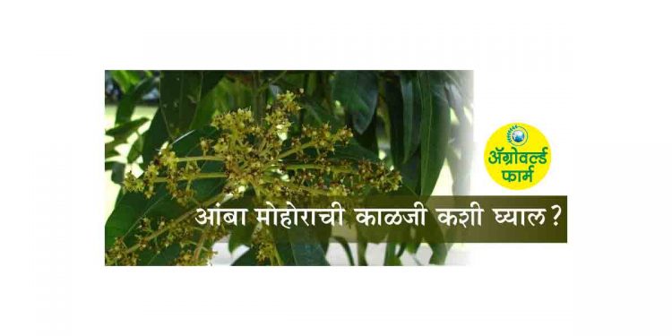 आंबा मोहोर गळ आणि फळगळ रोखण्यासाठी घ्यावयाची काळजी