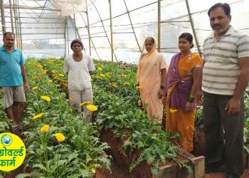 ऊस शेतीच्या पट्ट्यात फुलविला कार्नेशनचा मळा…