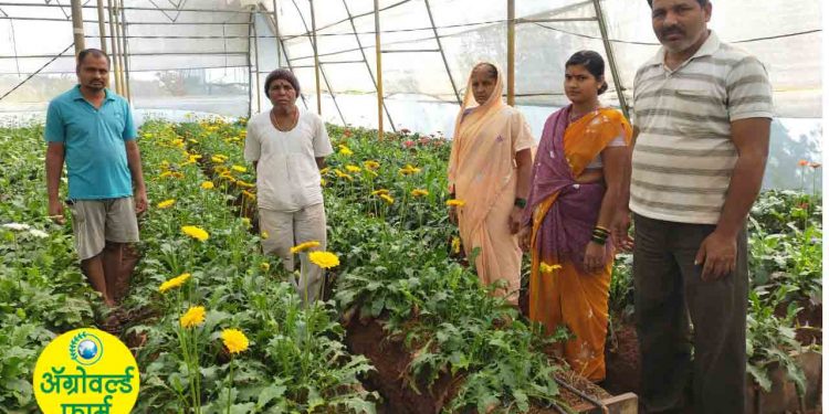 ऊस शेतीच्या पट्ट्यात फुलविला कार्नेशनचा मळा…