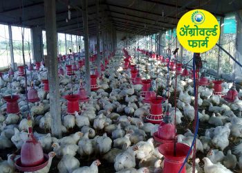 फोर इलेवन फार्मची फिनिक्स भरारी..!