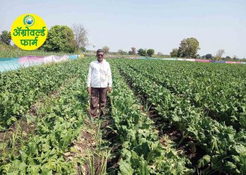ऊस शेतीत शुगर बिट लागवडचा नवीन पॅटर्न  !