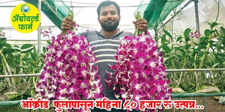 ऑक्रीड फुलापासून महिना ८० हजार रु उत्पन्न
