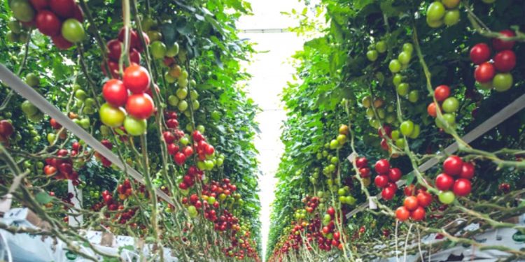 उन्हाळी हंगामातील भाजीपाला टोमॅटो पिकांवरील रोग व्यवस्थापन….