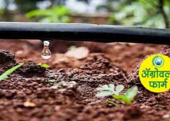 ठिबक  सिंचन  अनुदान  आता  सात  वर्षानंतर पुन्हा  घेता  येणार