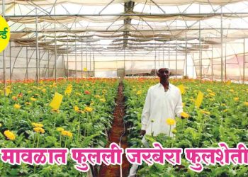 मावळात फुलली जरबेरा फुलशेती