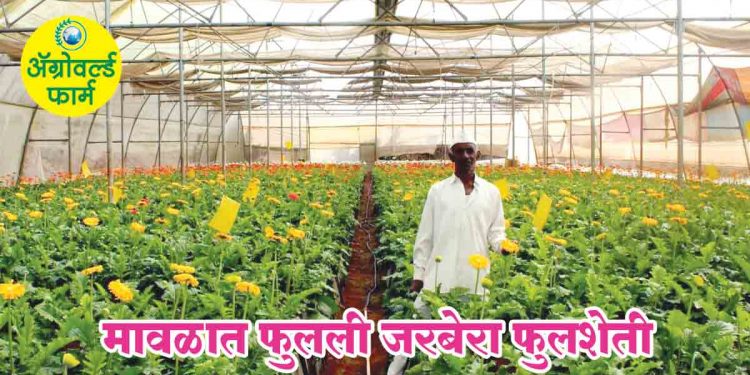 मावळात फुलली जरबेरा फुलशेती