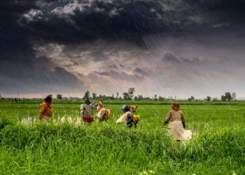 आनंदाची बातमी: मान्सूनचा पाऊस ८ जूनपर्यंत राज्यात दाखल होणार