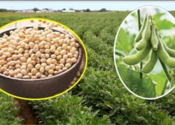 सोयाबीन लागवड तंत्रज्ञान