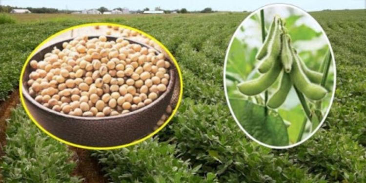 सोयाबीन लागवड तंत्रज्ञान