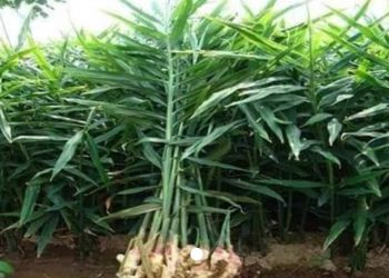 आले लागवड तंत्रज्ञान व व्यवस्थापन