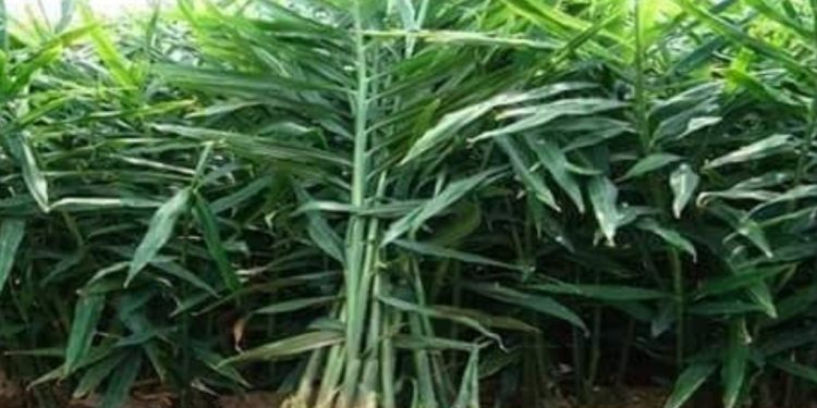 आले लागवड तंत्रज्ञान व व्यवस्थापन