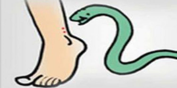 सर्पदंश व त्यावरील उपाय…