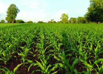 खरीप हंगामातील मका लागवड