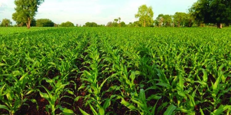 खरीप हंगामातील मका लागवड