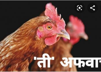 कोंबड्यांमधील ॲपोकॅलिप्टीक व्हायरस एक अफवा -पशुसंवर्धन विभाग