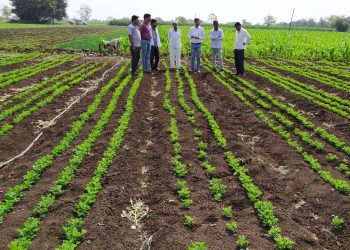 पाल के व्ही के चा तंत्रज्ञान प्रसार
