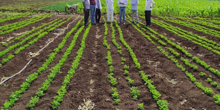 पाल के व्ही के चा तंत्रज्ञान प्रसार