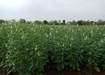 खरीप तीळ लागवड तंत्रज्ञान