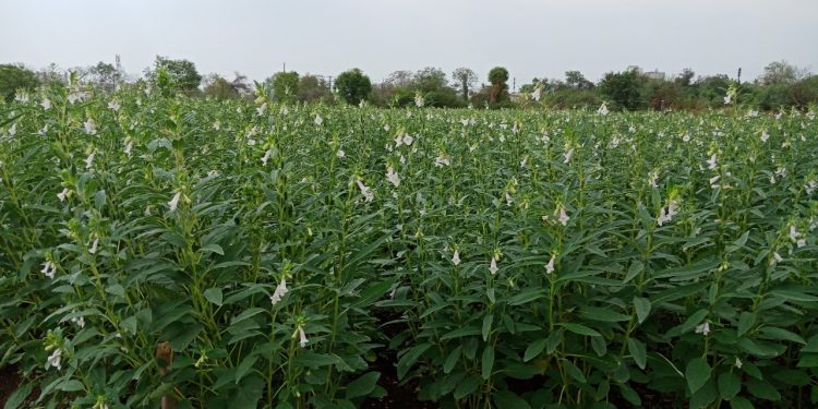 खरीप तीळ लागवड तंत्रज्ञान