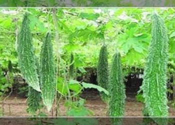 कारली आणि दोडका लागवड