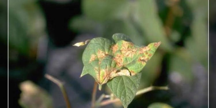 कापसावरील कीड व रोगांची माहिती आणि व्यवस्थापन