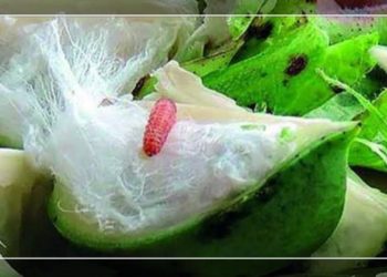 कपाशिवरील शेंदरी (गुलाबी) बोंडअळीचे व्यवस्थापन