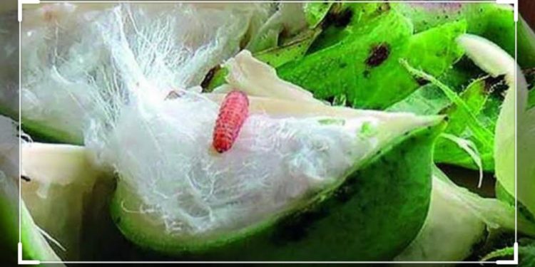 कपाशिवरील शेंदरी (गुलाबी) बोंडअळीचे व्यवस्थापन