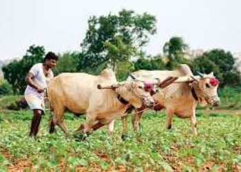 राज्यात दोन आठवडे पावसाची उघडीप; तुरळक ठिकाणी पावसाची शक्यता