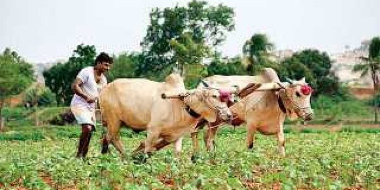 राज्यात दोन आठवडे पावसाची उघडीप; तुरळक ठिकाणी पावसाची शक्यता