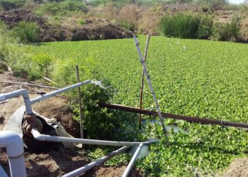 मा. खा. डॉ. उल्हास पाटील यांचे शेतीतील जलव्यवस्थापन…