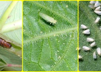 आली बैलपोळा अमावस्या, आपले पिक सांभाळा…!