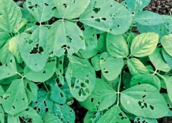 सोयाबीन पिकांवर वाढला किडींचा प्रादुर्भाव;   नियंत्रण व उपाय