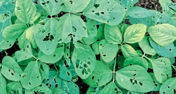 सोयाबीन पिकांवर वाढला किडींचा प्रादुर्भाव;   नियंत्रण व उपाय