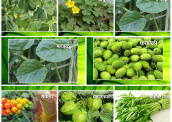 जळगावात रविवारी रानभाजी महोत्सव