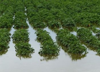 अती पावसाने पिकांच्या शरीरक्रियेत होतो बिघाड;  अशी करा उपाय योजना