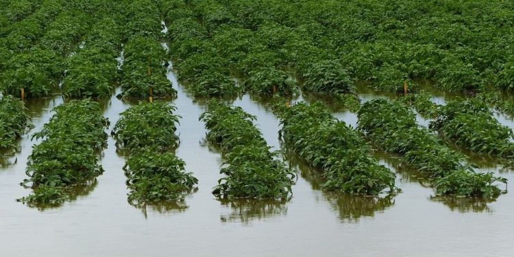 अती पावसाने पिकांच्या शरीरक्रियेत होतो बिघाड;  अशी करा उपाय योजना