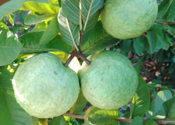 सूक्ष्म सिंचन प्रणालीवर बहरली मिश्र फळबाग