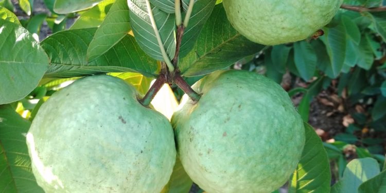 सूक्ष्म सिंचन प्रणालीवर बहरली मिश्र फळबाग