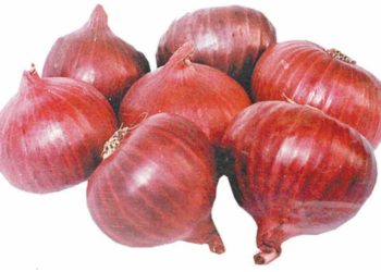 तयारी रांगडा कांदा लागवडीची…