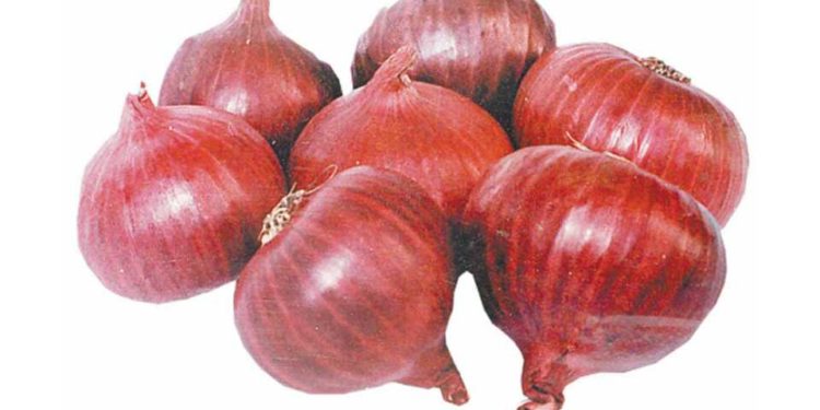 तयारी रांगडा कांदा लागवडीची…