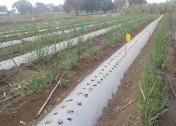 ठिबक सिंचनाने वाढविला ऊसाचा गोडवा